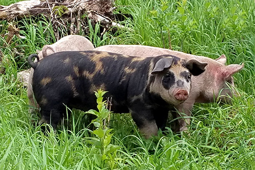 pastured pork