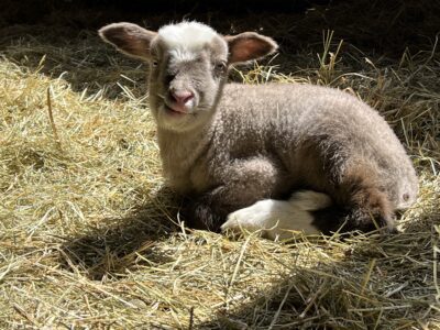 lamb in the sun